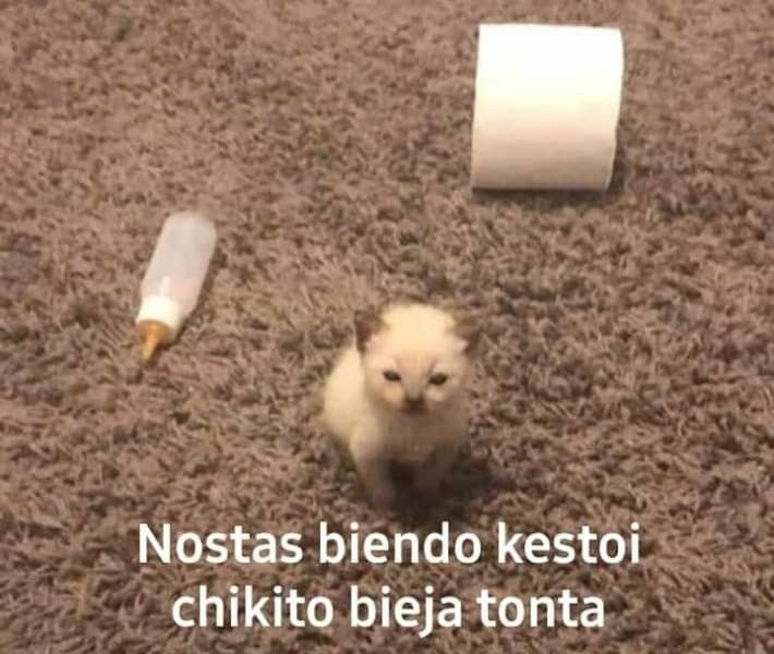 Meme gato chikito